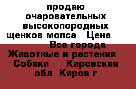 продаю очаровательных высокопородных щенков мопса › Цена ­ 20 000 - Все города Животные и растения » Собаки   . Кировская обл.,Киров г.